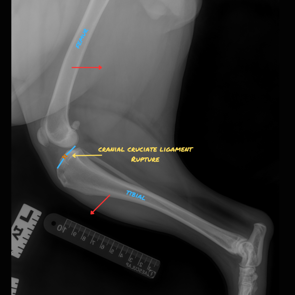 Cranial Cruciate Ligament Rupture 13