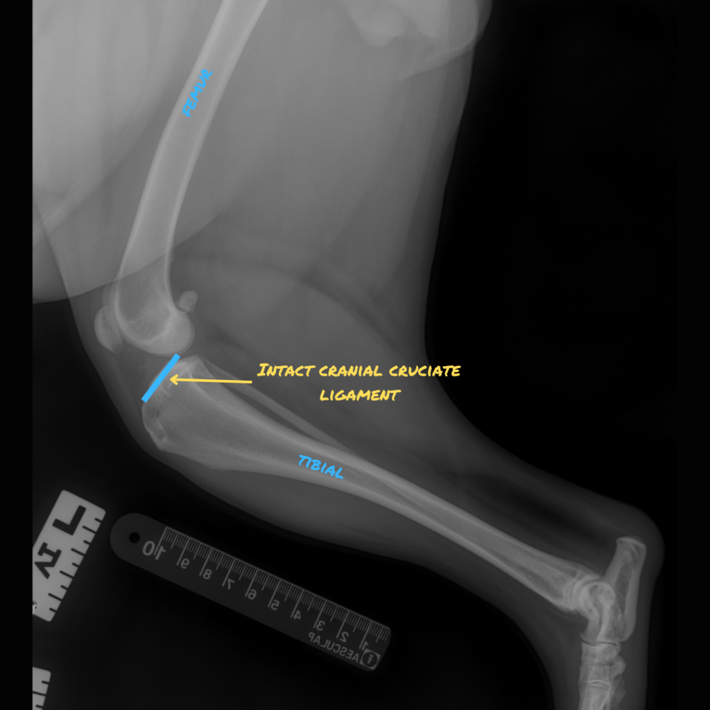 Cranial Cruciate Ligament Rupture 14