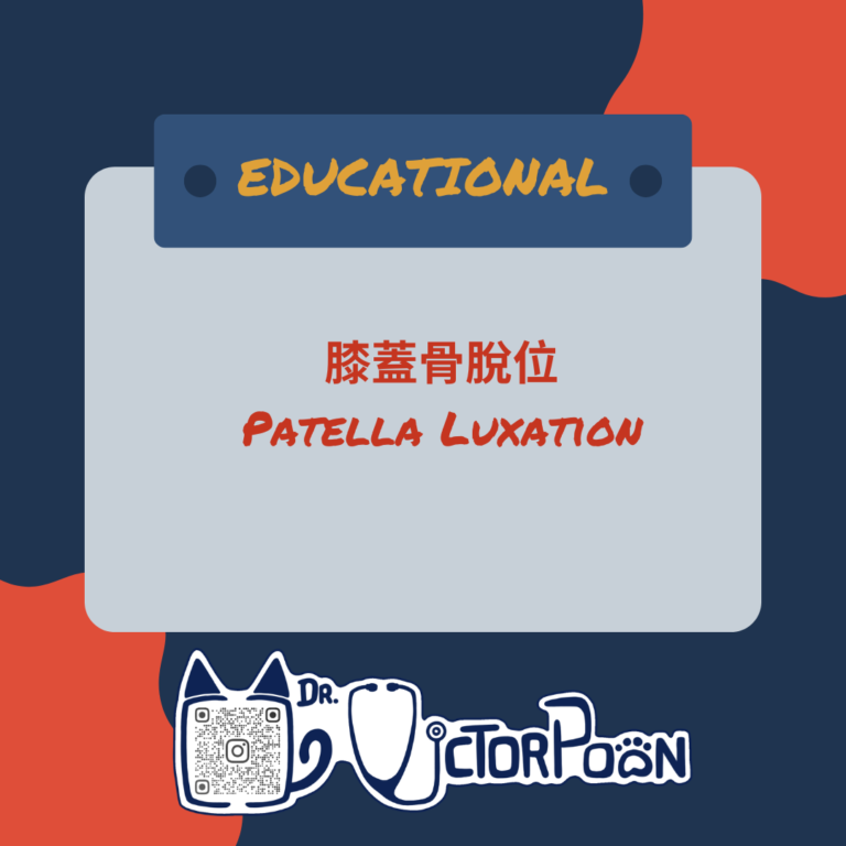 1patella luxation