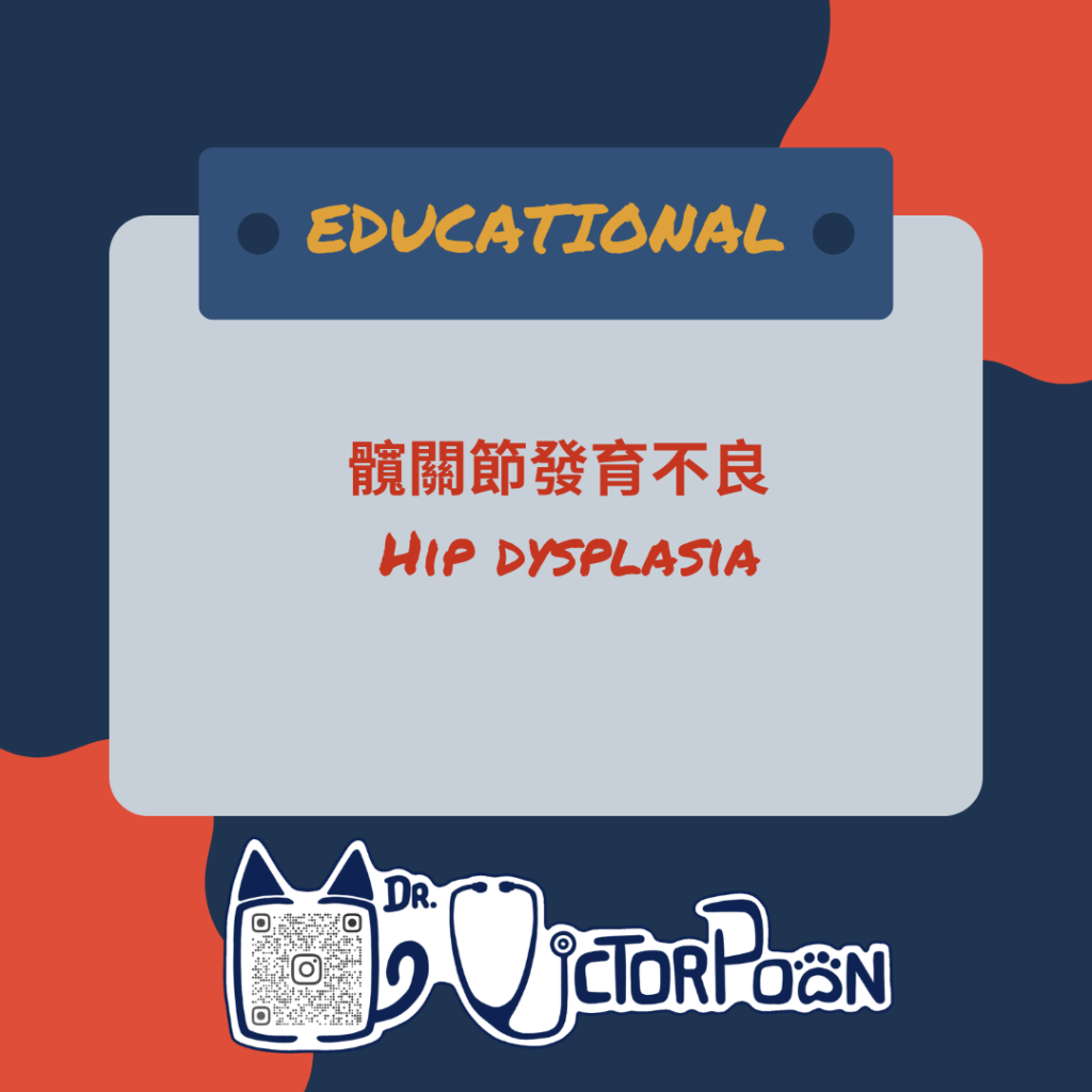1hip dysplasia