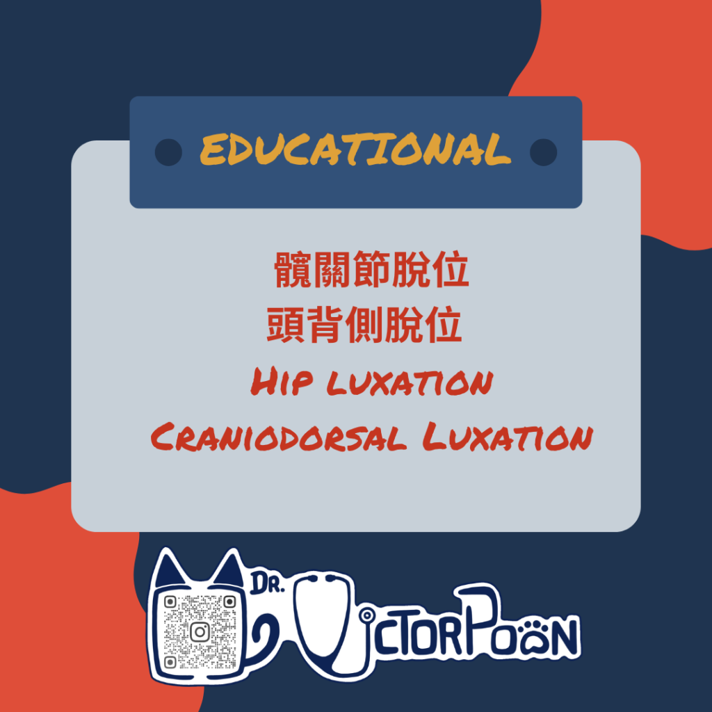 6hip luxation cranialdorsal