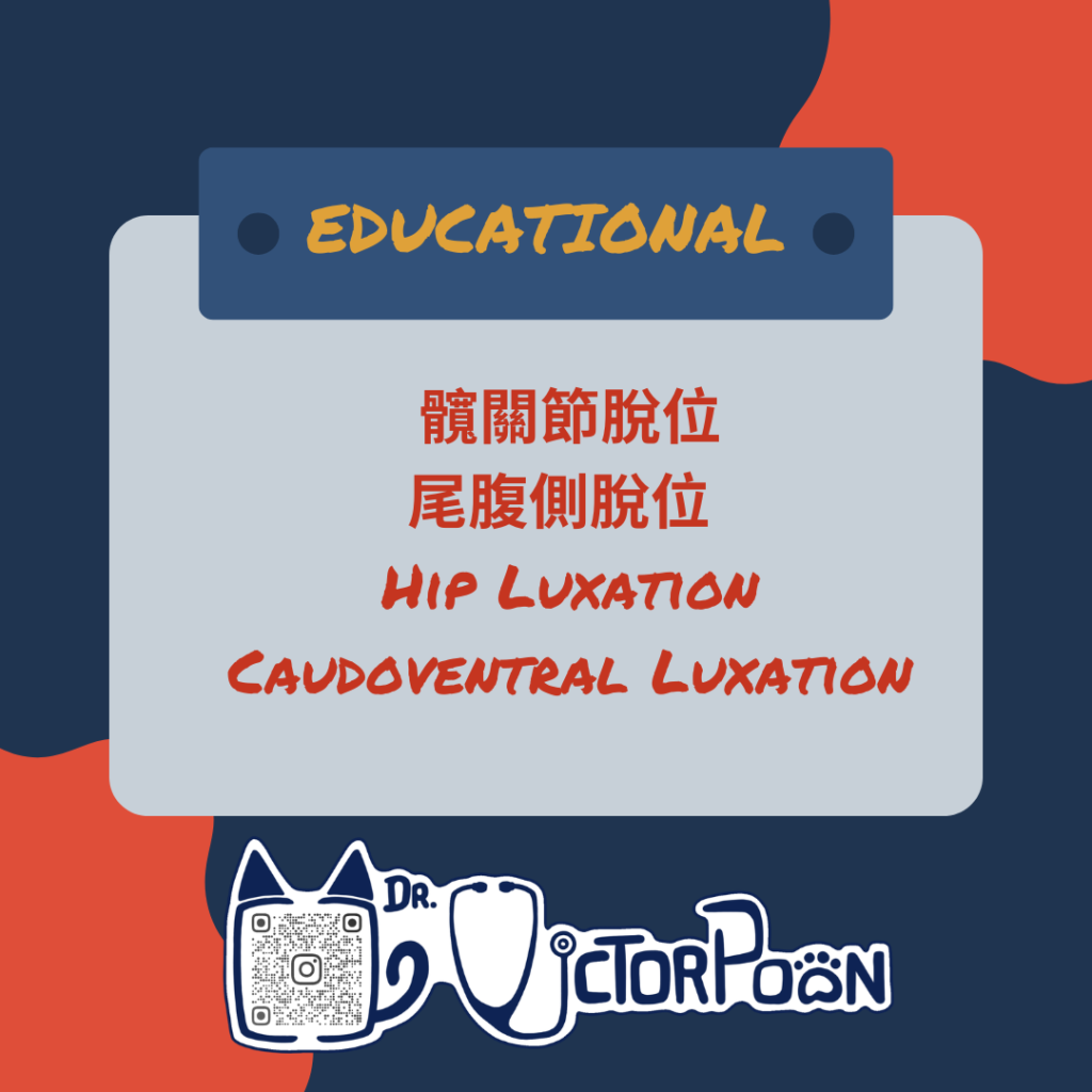 7hip luxation caudal ventral