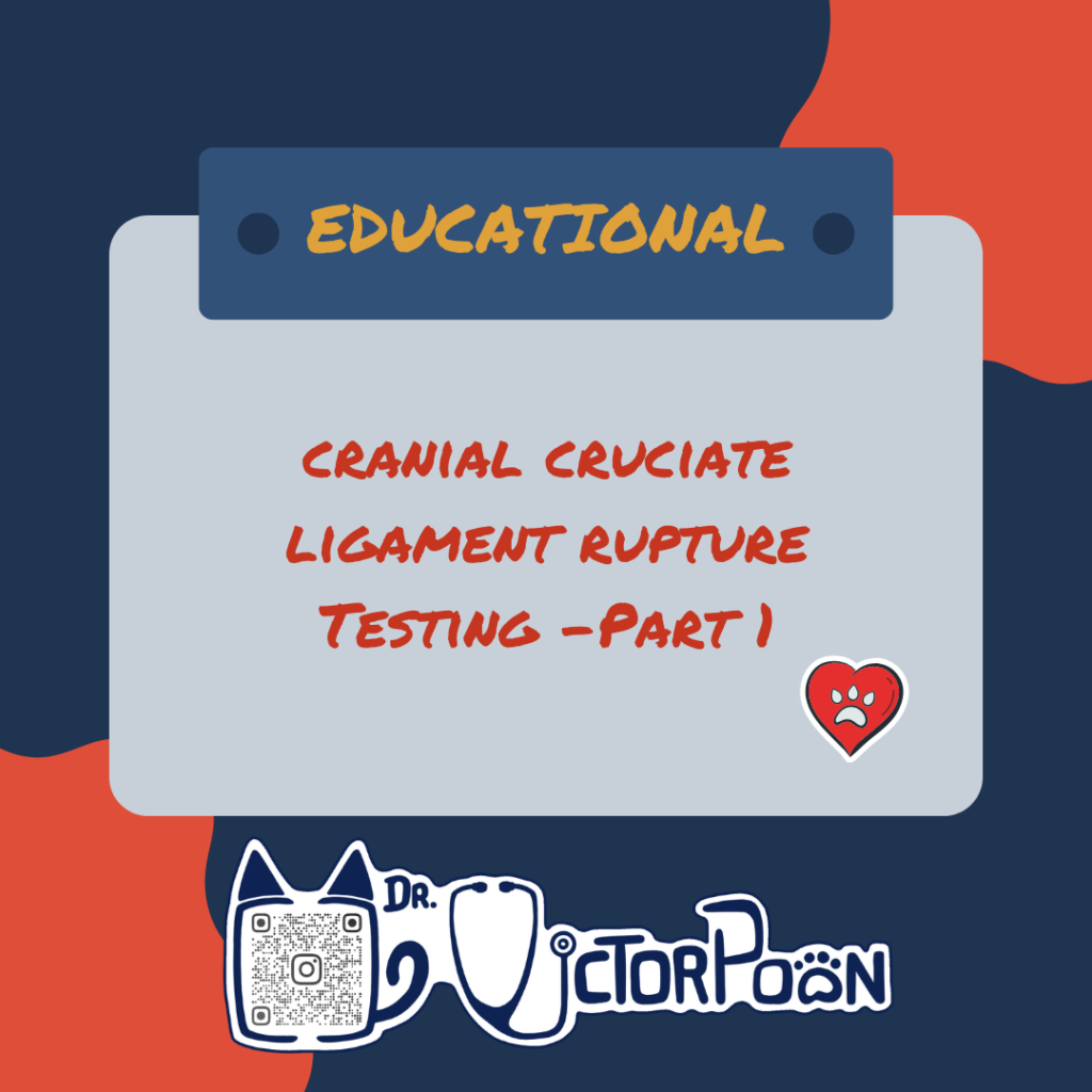 Cranial cruciate rupture – Test 🦵 ccl part 1