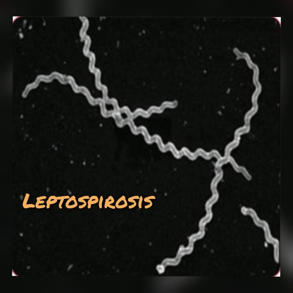 Leptospirosis Part 1 🦠 gridart 20220921 024311341 (1)