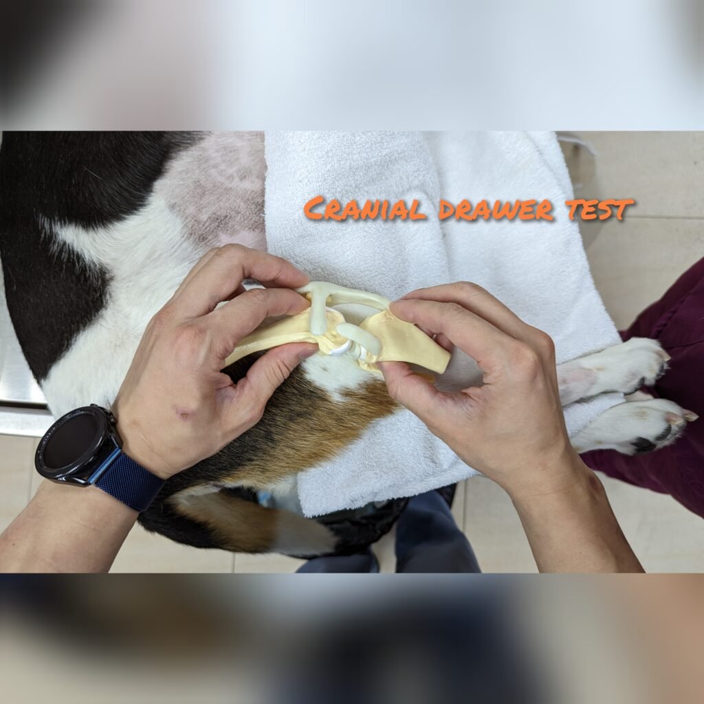 Cranial Drawer Test 🦵 gridart 20221010 114801733