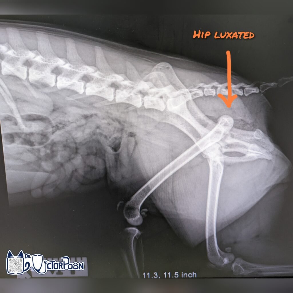 Hip Luxation – Craniodorsal luxation gridart 20221101 141547973