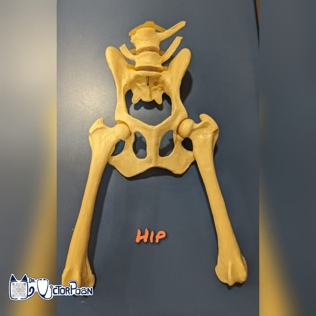 Hip Luxation – Craniodorsal luxation gridart 20221101 141633842