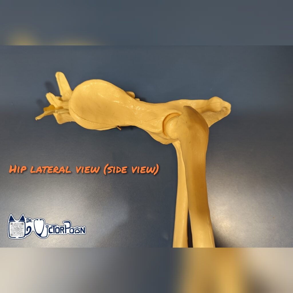 Hip Luxation – Craniodorsal luxation gridart 20221101 141742532
