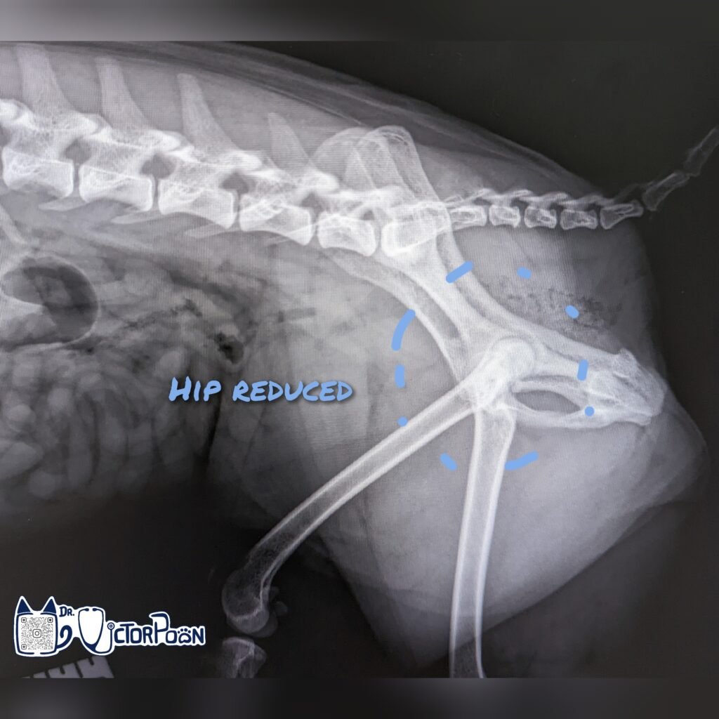 Hip Luxation – Craniodorsal luxation gridart 20221101 141937758