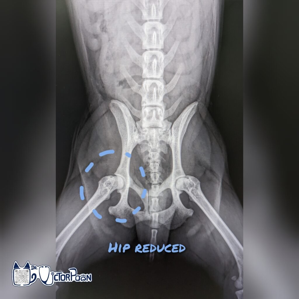 Hip Luxation – Craniodorsal luxation gridart 20221101 142118813