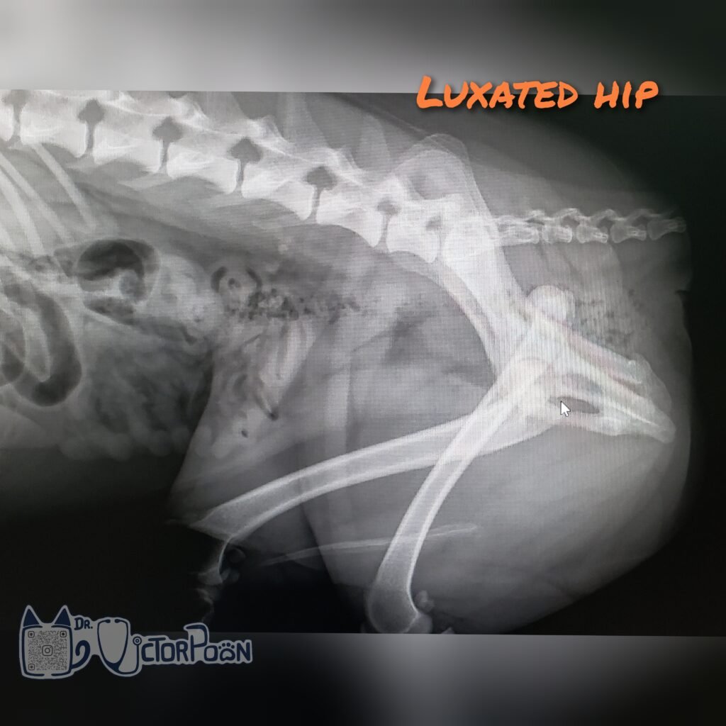 Hip Luxation – Surgical options gridart 20230401 121247245