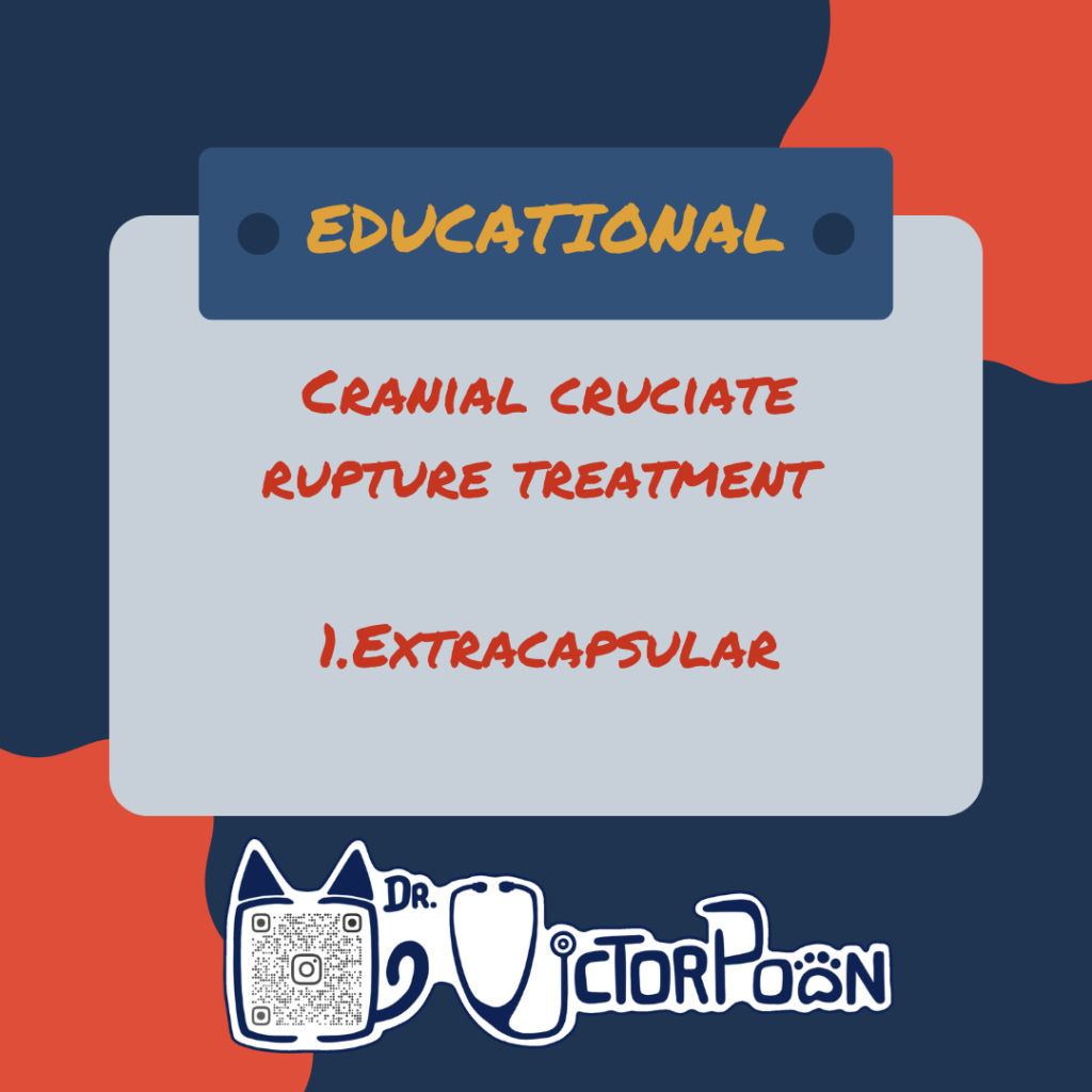 Cranial cruciate rupture – Treatment option 1: Extracapsular repair surgery🦵 extracapsular