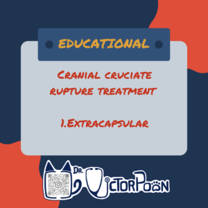 Cranial cruciate rupture – Treatment option 1: Extracapsular repair surgery🦵