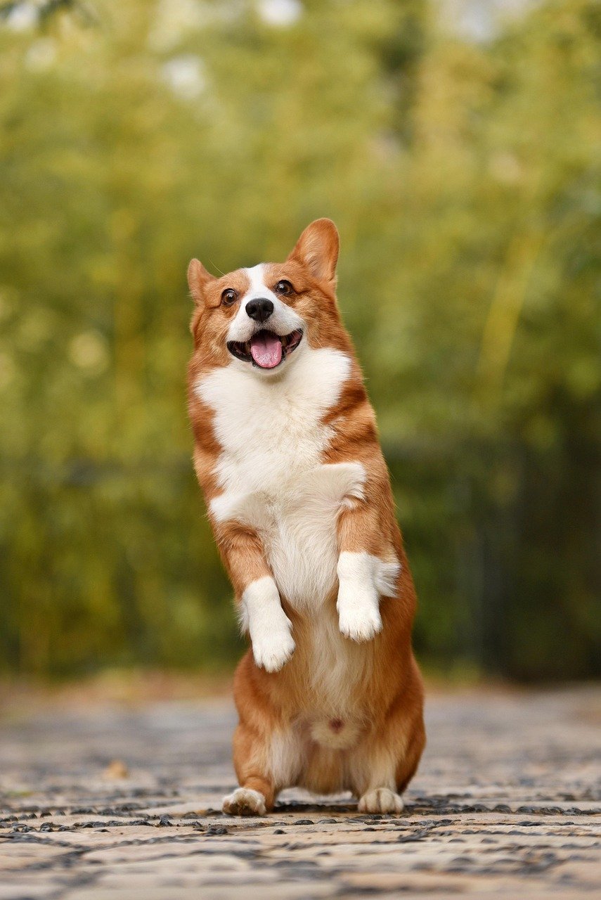 dog, pet, corgi, canine, breed, animal, mammal, nature, puppy, funny, fun