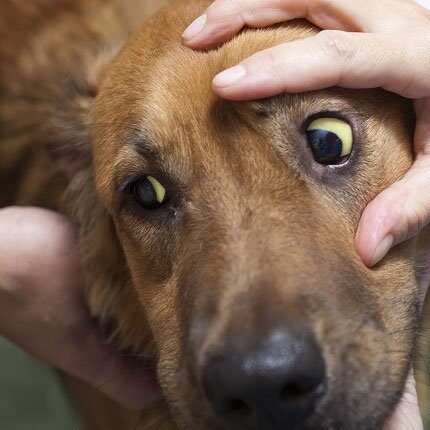 Leptospirosis Part 2 🦠 jaundice dogs 1