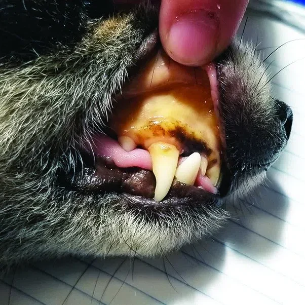 Leptospirosis Part 2 🦠 p1d6biem371qtl751ggi1fjat8u6.jpg