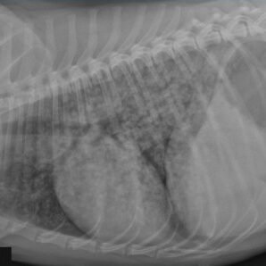 Leptospirosis Part 2 🦠 thumb w450h298zc1 33 1