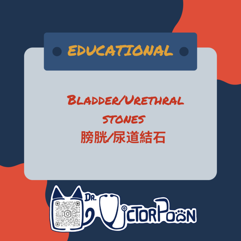 bladderurethral stones