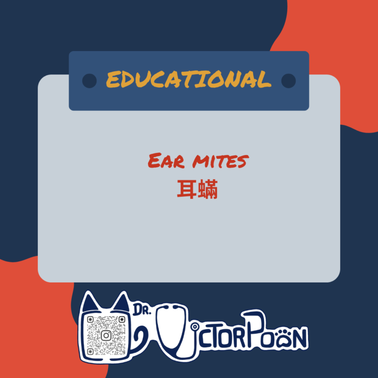 ear mites