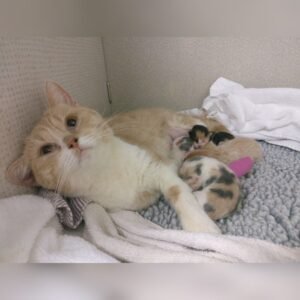 Mommy feeding