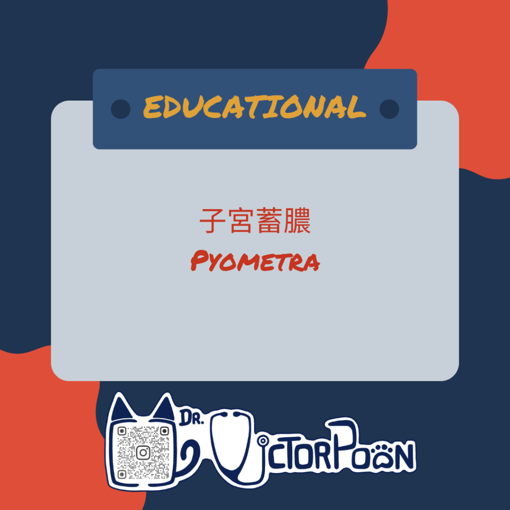 pyometra