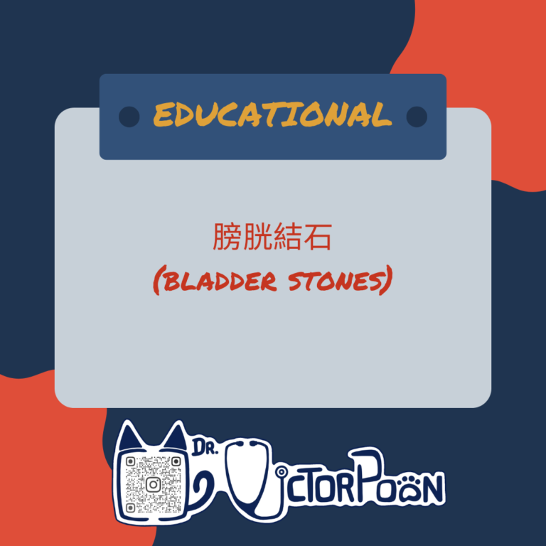 bladde stones