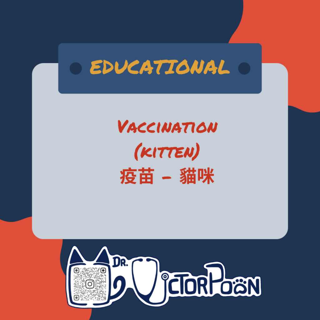 kitten vaccination